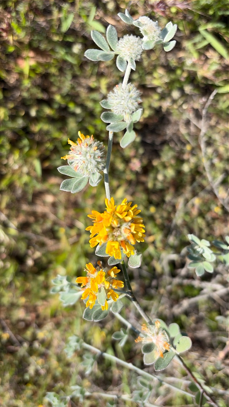Acmispon argophyllus var. ornithopus photo 2