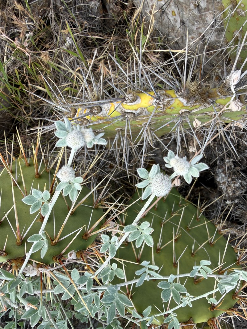 Acmispon argophyllus var. ornithopus photo 3
