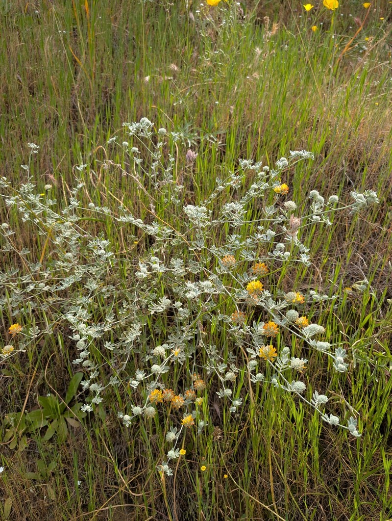 Acmispon argophyllus var. ornithopus photo 4