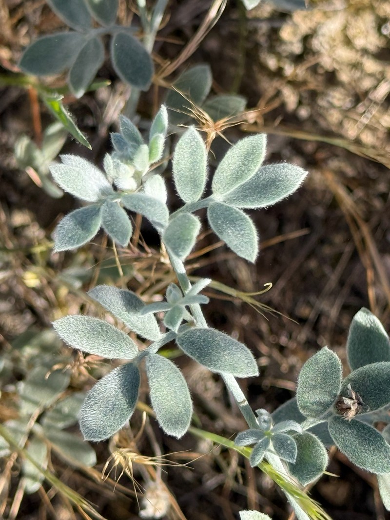 Acmispon argophyllus var. ornithopus photo 5