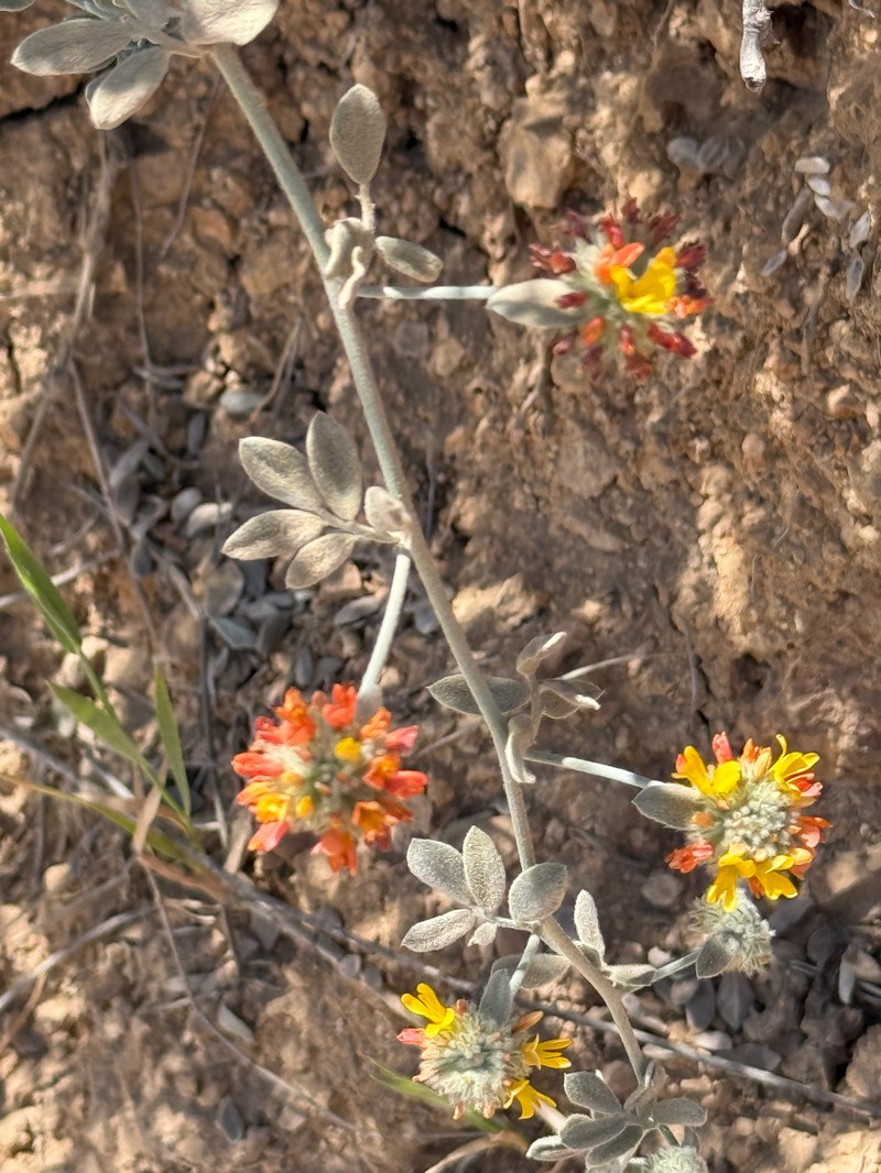 Acmispon argophyllus var. ornithopus photo 6