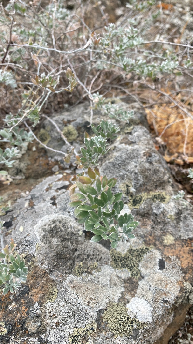 Acmispon argophyllus var. ornithopus photo 7