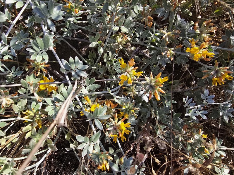 Acmispon argophyllus var. ornithopus photo 8