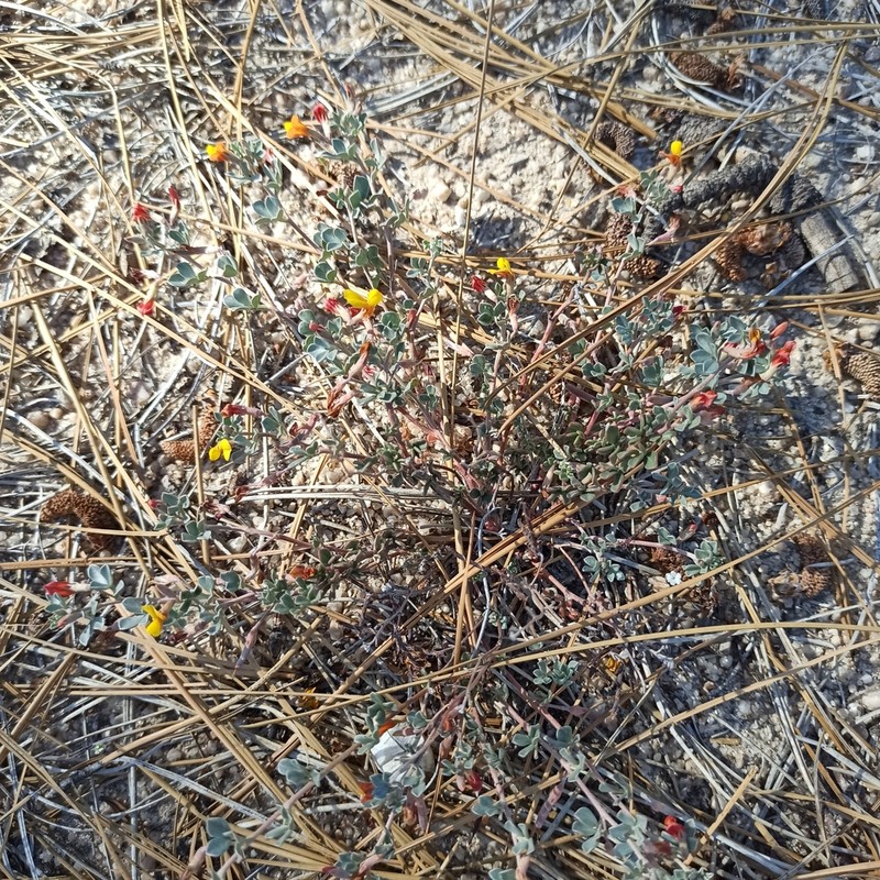 Canyon Bird's-Foot Trefoil