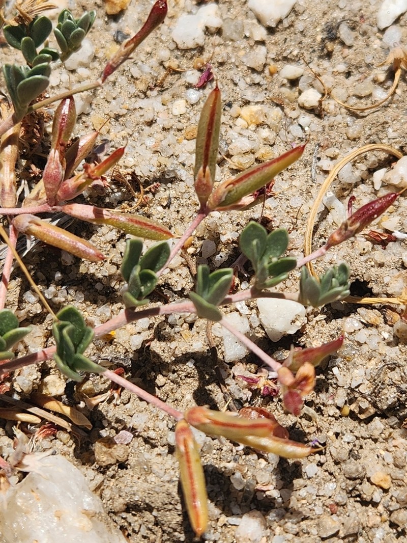 Canyon Bird's-Foot Trefoil photo 3