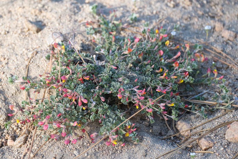 Canyon Bird's-Foot Trefoil photo 4