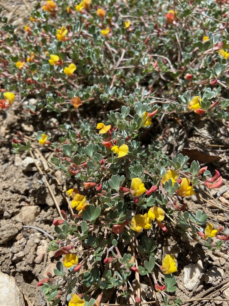 Canyon Bird's-Foot Trefoil photo 5