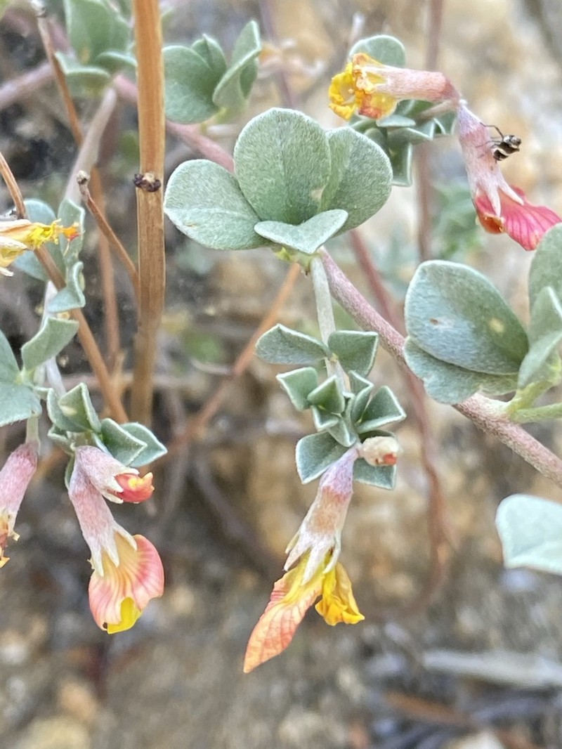 Canyon Bird's-Foot Trefoil photo 6