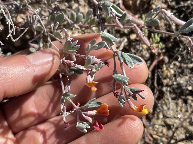 Canyon Bird's-Foot Trefoil photo 7