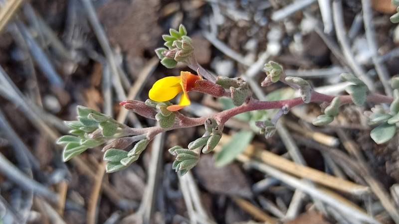 Canyon Bird's-Foot Trefoil photo 8