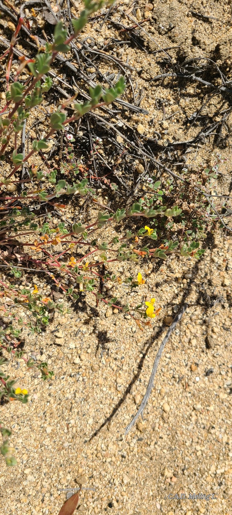 Acmispon argyraeus var. argyraeus