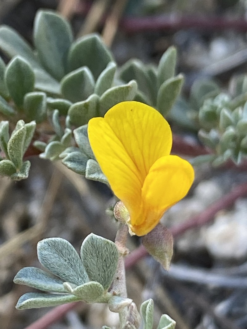 Acmispon argyraeus var. argyraeus photo 2
