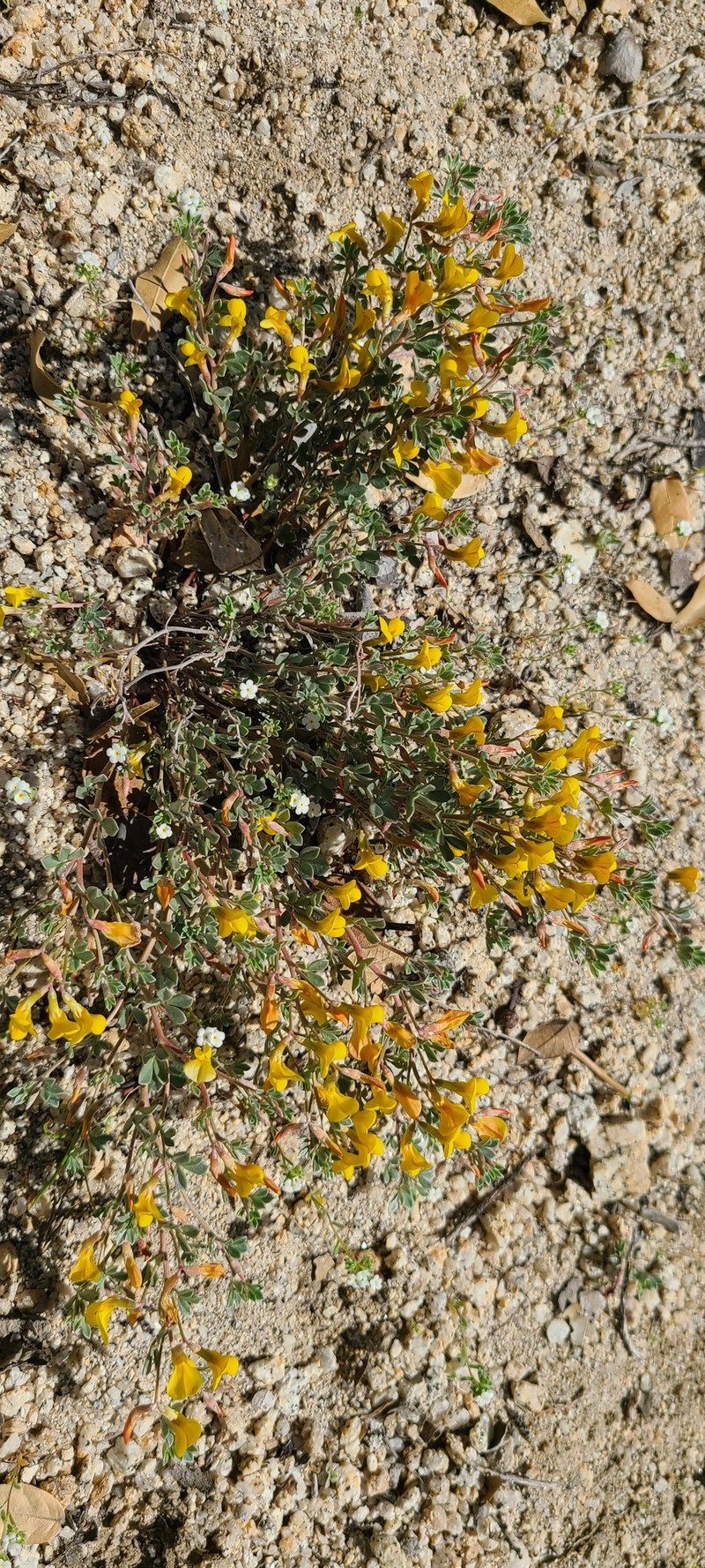 Acmispon argyraeus var. argyraeus photo 3