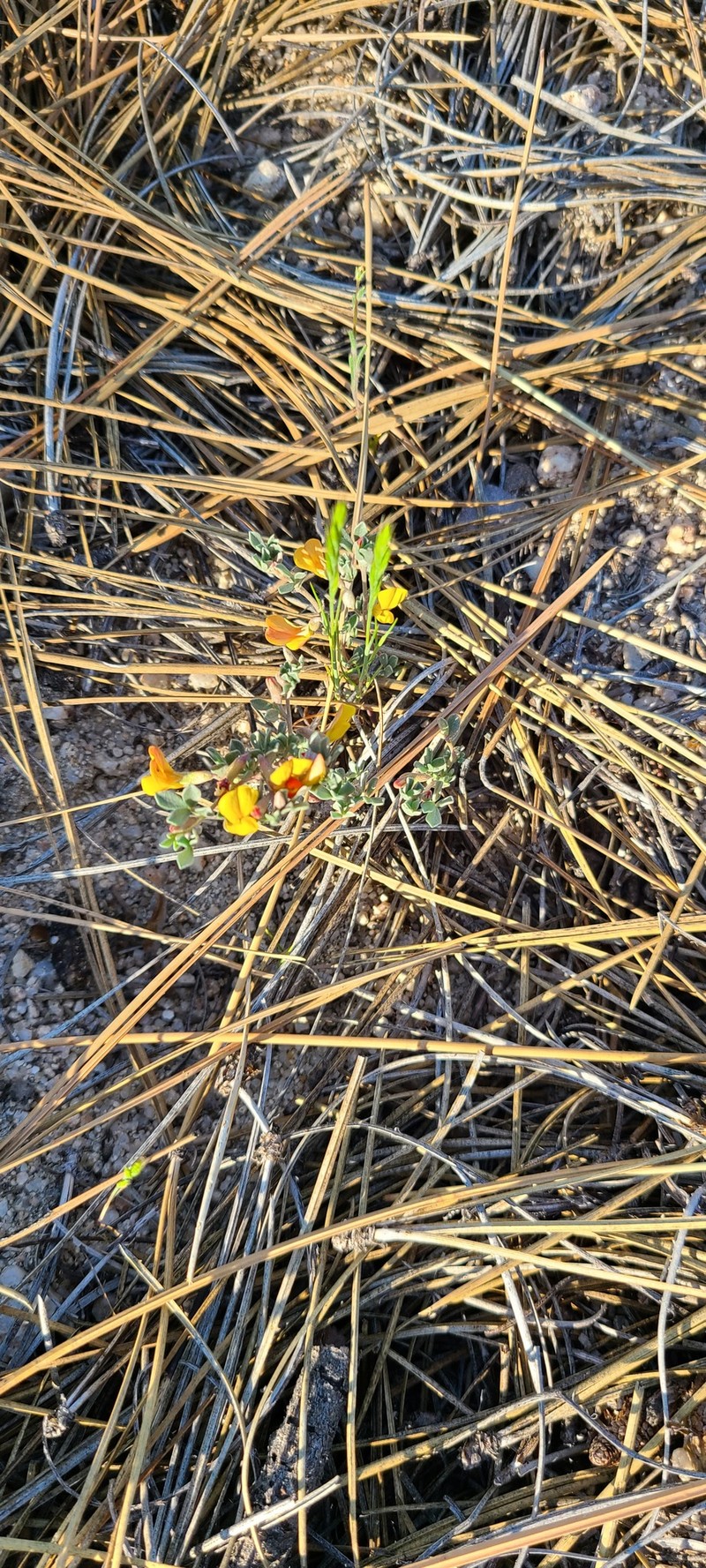 Acmispon argyraeus var. argyraeus photo 4