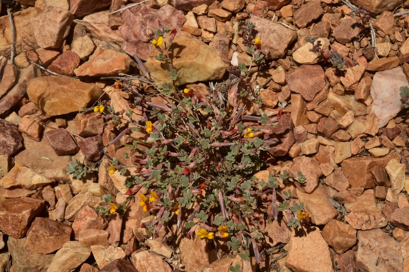 Acmispon argyraeus var. argyraeus photo 5