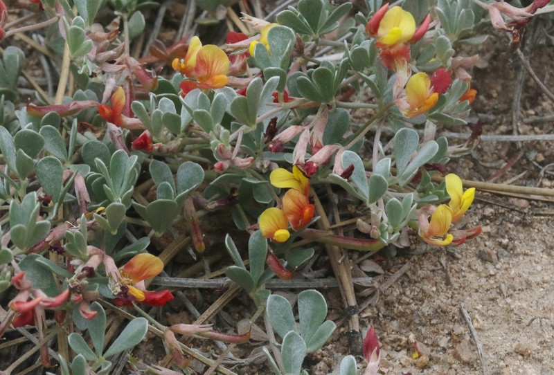 Acmispon argyraeus var. argyraeus photo 6