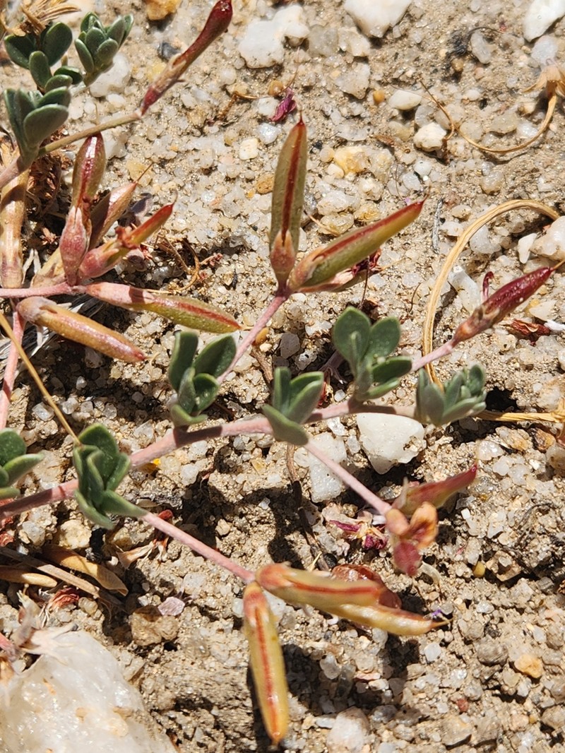 Acmispon argyraeus var. argyraeus photo 8