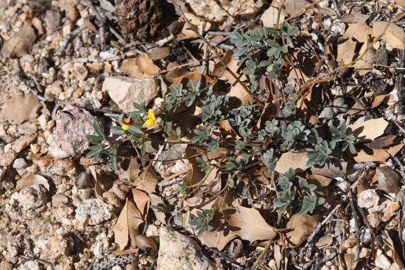 Acmispon argyraeus var. multicaulis