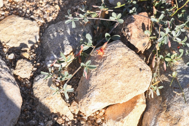 Acmispon argyraeus var. multicaulis photo 2