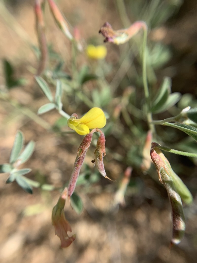 Acmispon argyraeus var. multicaulis photo 3