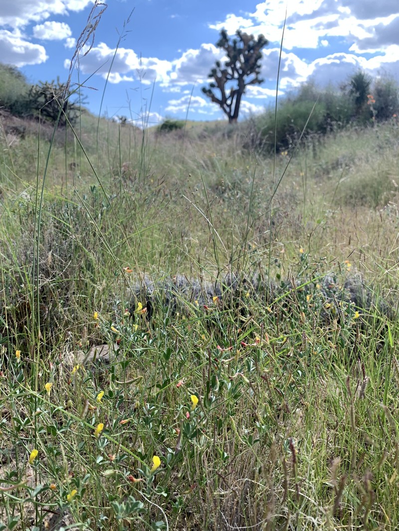 Acmispon argyraeus var. multicaulis photo 4