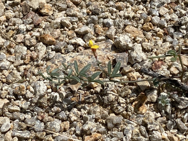 Acmispon argyraeus var. multicaulis photo 5