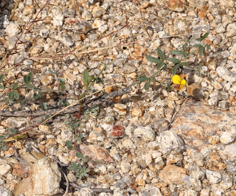 Acmispon argyraeus var. multicaulis photo 6