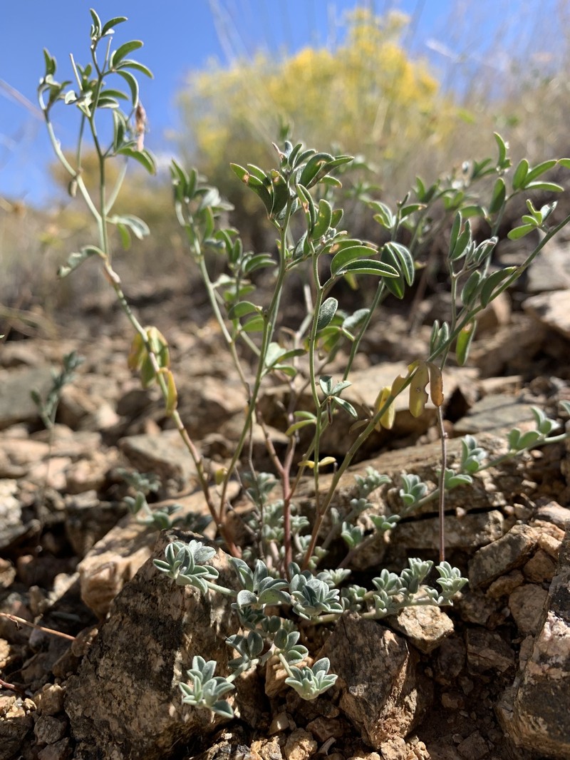 Acmispon argyraeus var. multicaulis photo 7