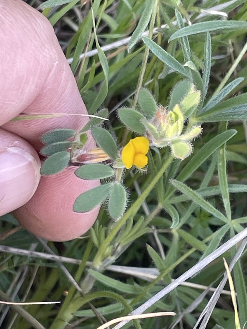 Foothill Deervetch photo 3