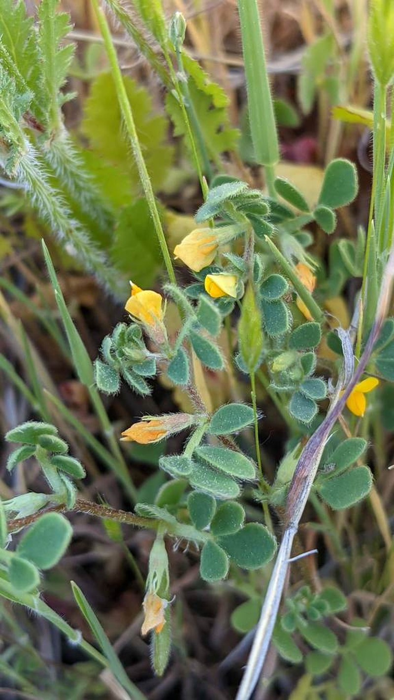 Foothill Deervetch photo 4