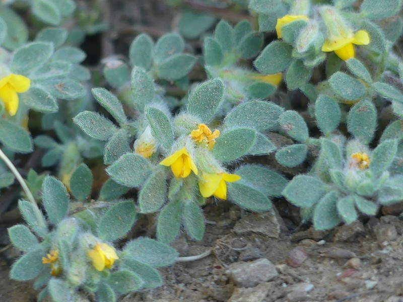 Foothill Deervetch photo 5