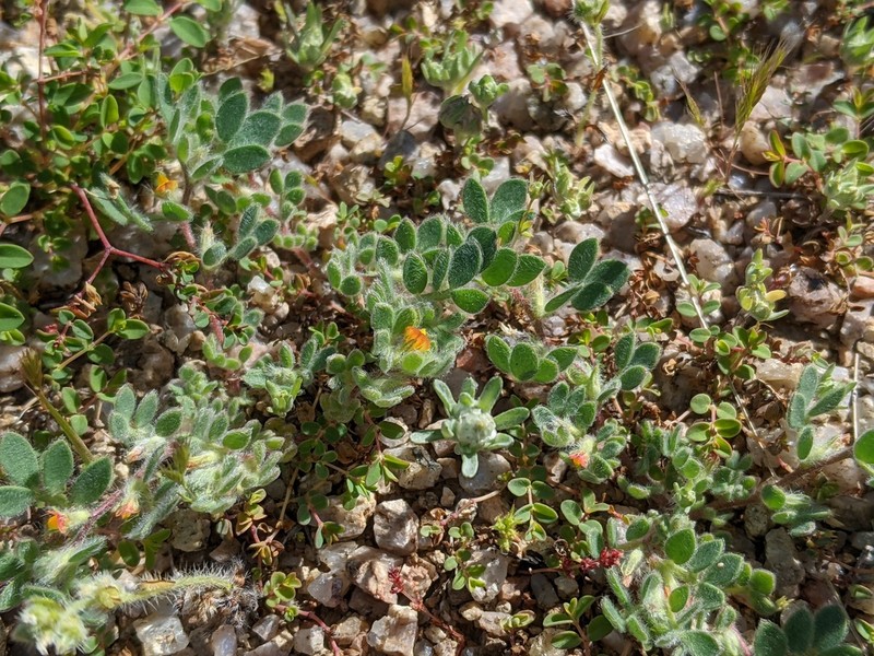 Foothill Deervetch photo 6