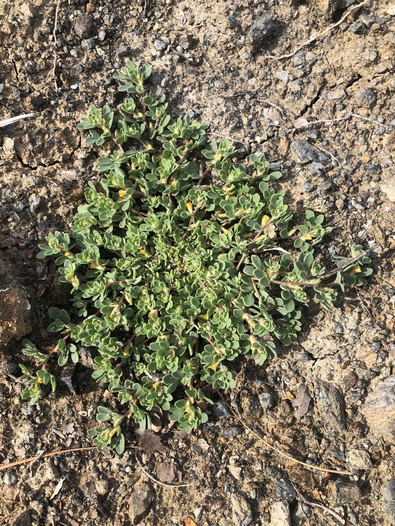 Foothill Deervetch photo 7