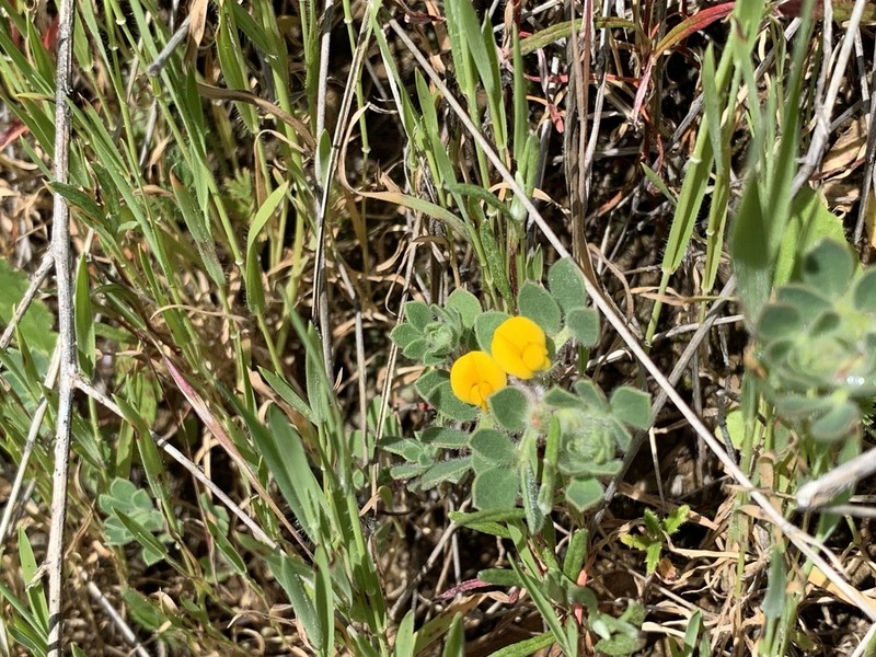 Foothill Deervetch photo 8