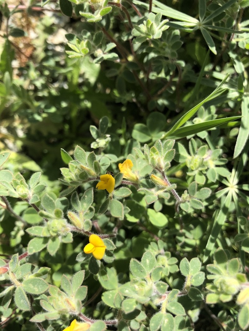 Foothill Deervetch photo 9