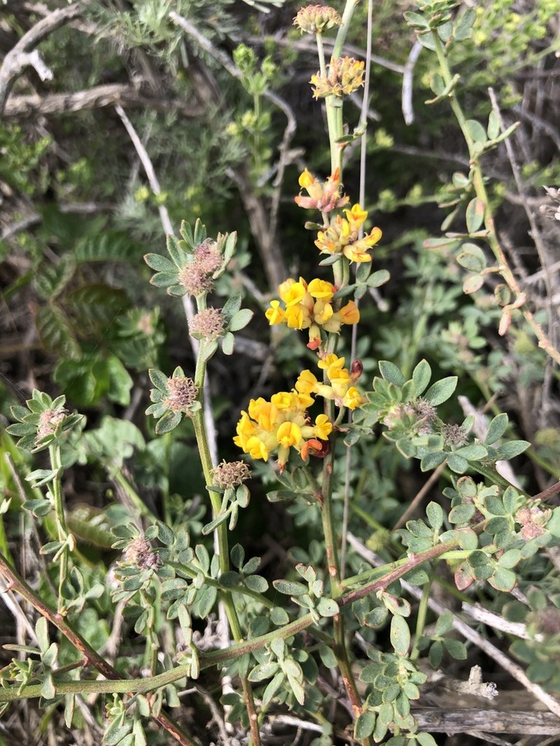 Bentham's Broom photo 6