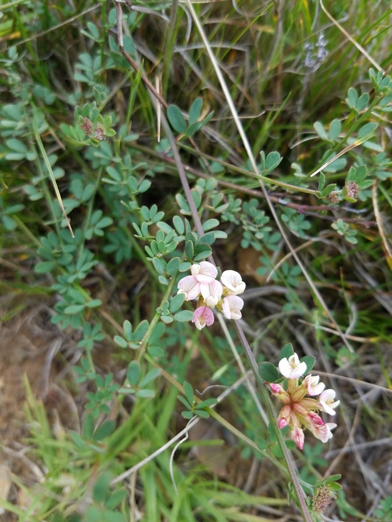 Bentham's Broom photo 8