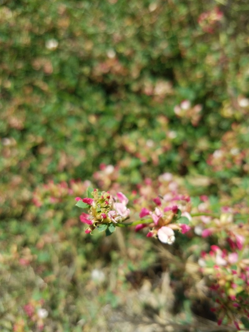 Bentham's Broom photo 9