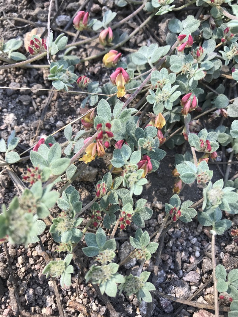 Acmispon decumbens