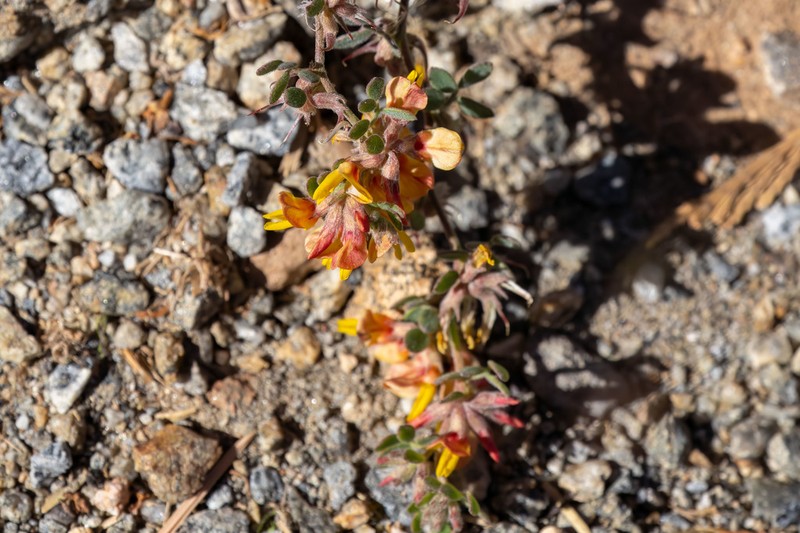 Acmispon decumbens photo 2