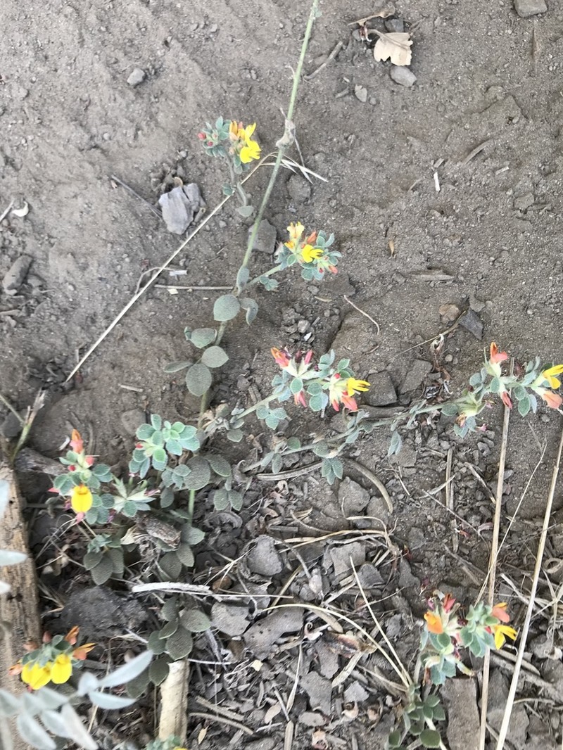 Acmispon decumbens photo 3