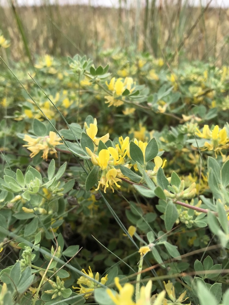 Acmispon decumbens photo 4