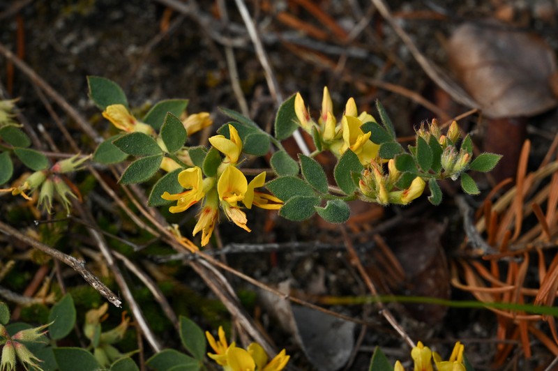 Acmispon decumbens photo 5