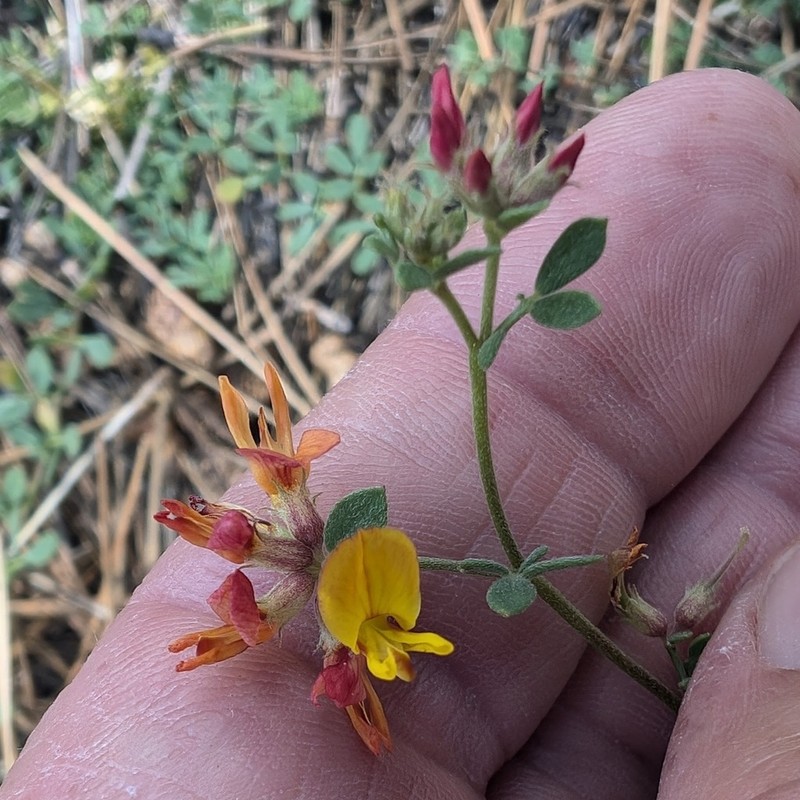 Acmispon decumbens photo 6