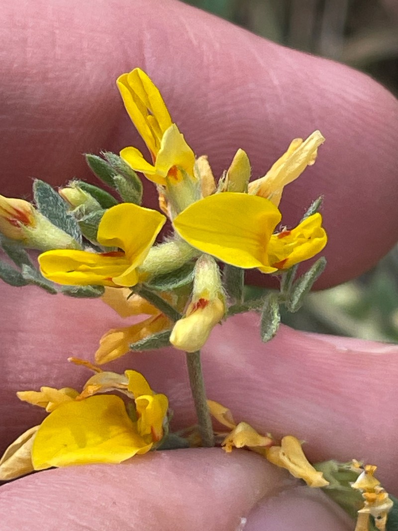 Acmispon decumbens photo 7