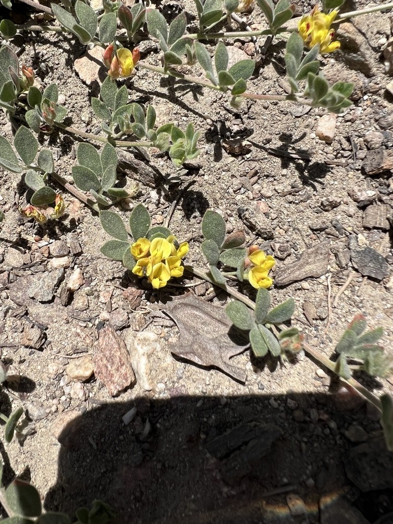 Acmispon decumbens photo 8