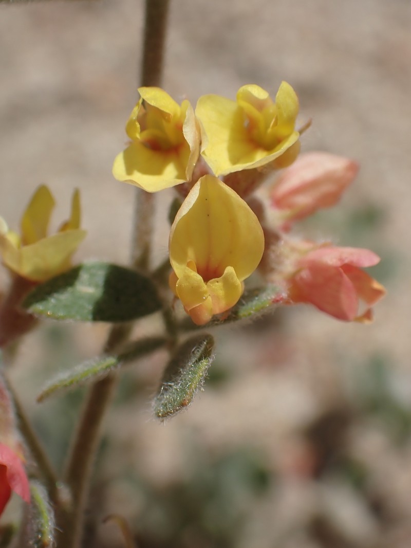 Acmispon decumbens var. davidsonii