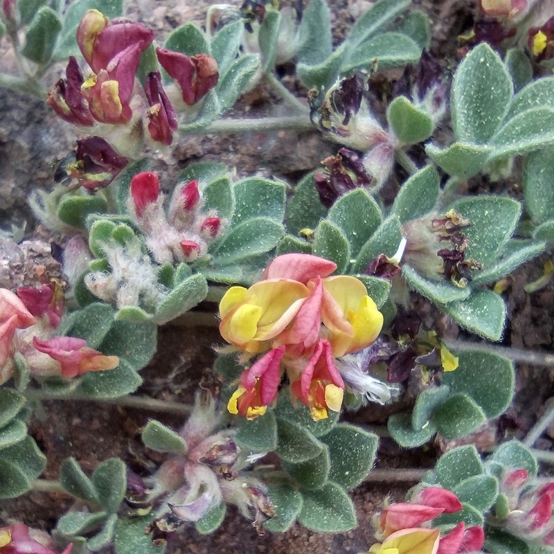 Acmispon decumbens var. davidsonii photo 2