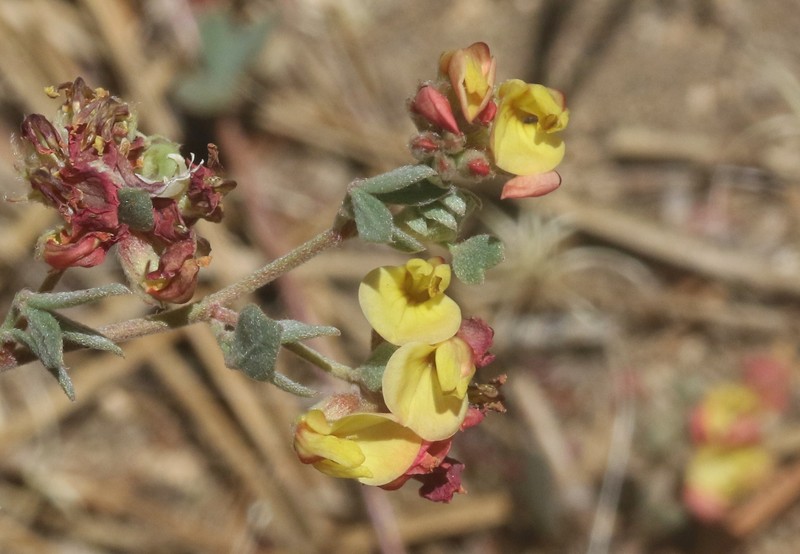 Acmispon decumbens var. davidsonii photo 3
