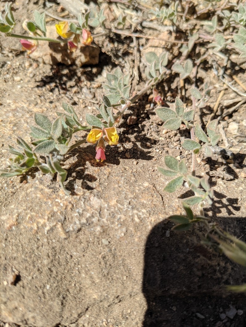 Acmispon decumbens var. davidsonii photo 4